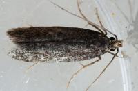 Stomopteryx