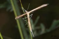 Stenoptilia stigmatodactyla