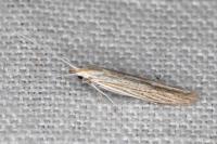 Coleophora graminicolella
