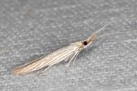 Coleophora graminicolella