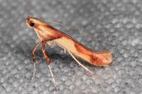 Caloptilia honoratella