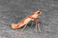 Caloptilia honoratella
