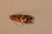 Phyllonorycter ulmifoliella
