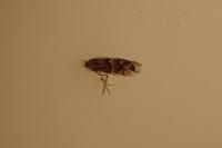 Phyllonorycter ulmifoliella