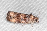 Endothenia oblongana