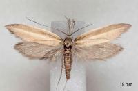 Pleurota aristella