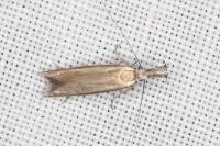 Pleurota aristella