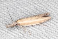 Pleurota aristella