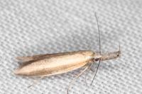 Pleurota aristella