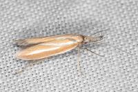 Pleurota tabelli
