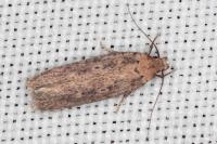Platyedra subcinerea