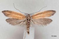 Pleurota aristella