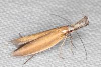 Pleurota aristella