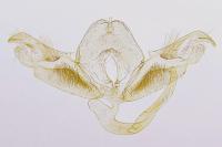 Stenoptilia grisescens
