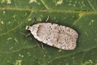 Agonopterix cadurciella