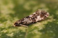 Nemapogon cloacellus