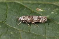 Exoteleia dodecella