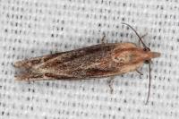 Eucosma cana