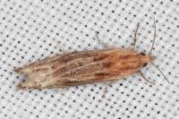Eucosma cana