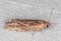 Eucosma cana