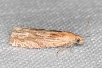 Eucosma cana