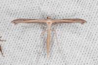 Stenoptilia stigmatodactyla