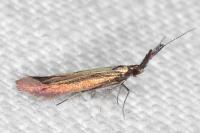 Coleophora mayrella