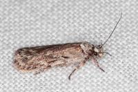 Depressaria floridella