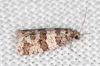 Isotrias rectifasciana