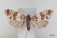 Isotrias rectifasciana
