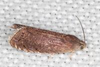 Grapholita tenebrosana