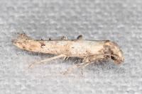Epermenia aequidentella
