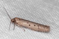 Hypatopa binotella