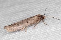 Hypatopa binotella