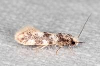 Infurcitinea captans