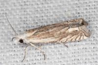 Eucosma