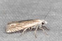 Eucosma