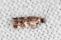 Apatema proteroclina