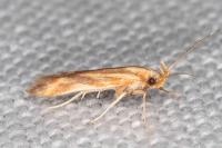 Metzneria aprilella