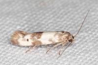 Enolmis agenjoi
