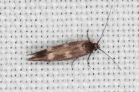 Scythris scopolella