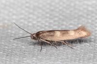 Scythris scopolella