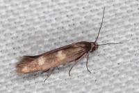 Scythris scopolella