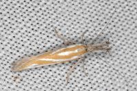 Pleurota tabelli