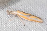 Pleurota tabelli