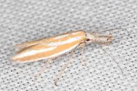 Pleurota tabelli