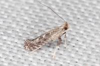 Parornix torquillella