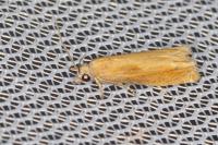 Eucosma obumbratana