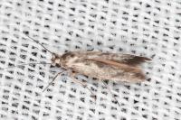 Scythris mus
