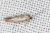 Scythris mus